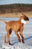 vinter bilder 2010-2011 442
