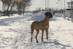 Leya 15