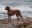 DSC_0108-1