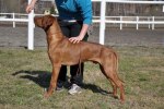Handler utb