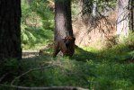 rut 111