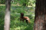 rut 112