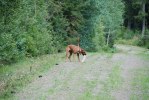 rut 110