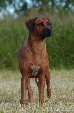 Singoalla - Foto Karin van Klaveren