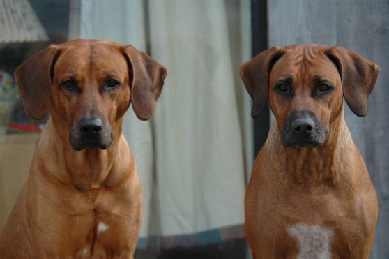 Bukuru & Sinogalla