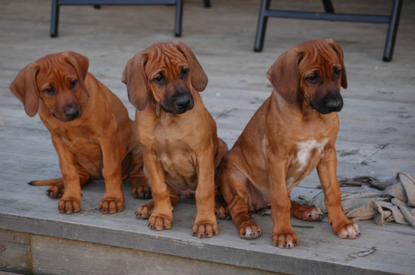 Zammy, Khola, Kitambi -Foto Ana-Isabel Hurzeler-Gomes