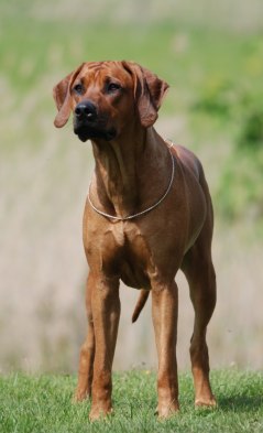 Khola
