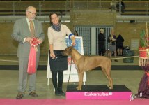 BIG BOB CAC CACIB 18 month Judge Kerstin Nilsson DK Grupp Lars Widen