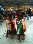 Rut CAC, BOB, Big 1,  Wilsson BOS i Sundsvall, Domare Kerstin Nilsson