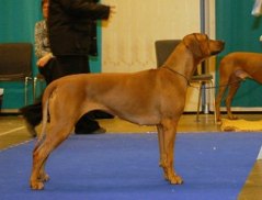 Singoalla BIR , CACIB och BIG 4, My Dog 2007 Foto Helena Dovier