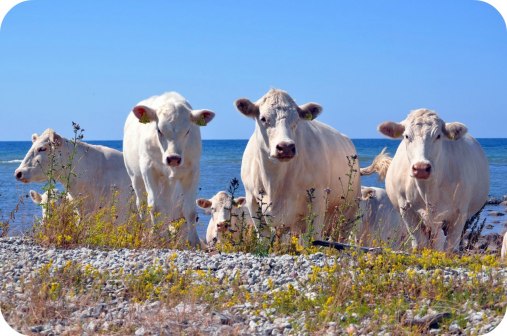 Det blir en dag på stranden -låt dagen få bli som den blir