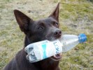 bossan_petflaska