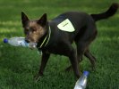 Faxe med pet