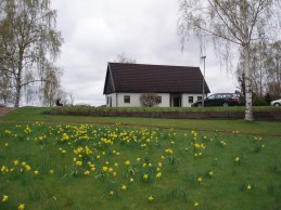 Påskliljorna blommar vid sluttningen mot parkeringen på Järeda kyrkogård.