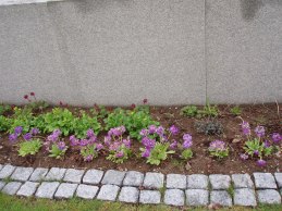 Vårens perenner börjar blomma vid Asklunden.