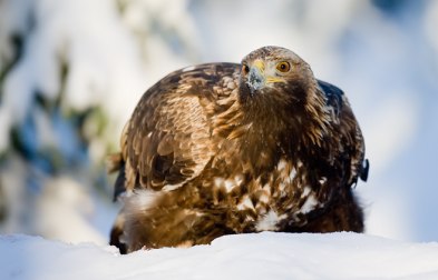 Kungsörn