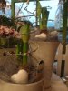 Jumbo Amaryllis i många fina färger