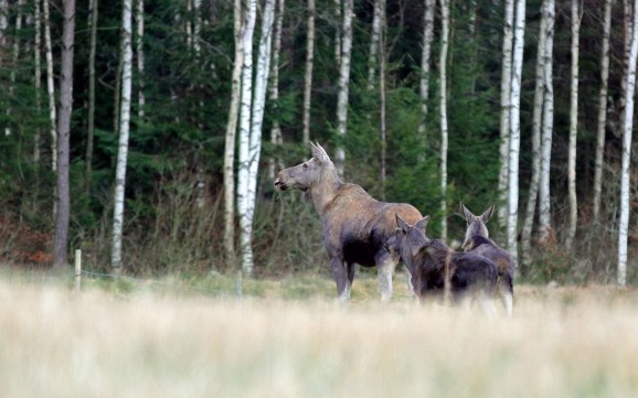 Dom här tre lallade över vägen på väg hem idag och innan jag fått upp kameran ur väskan var dom redan vid skogsbrynet!!