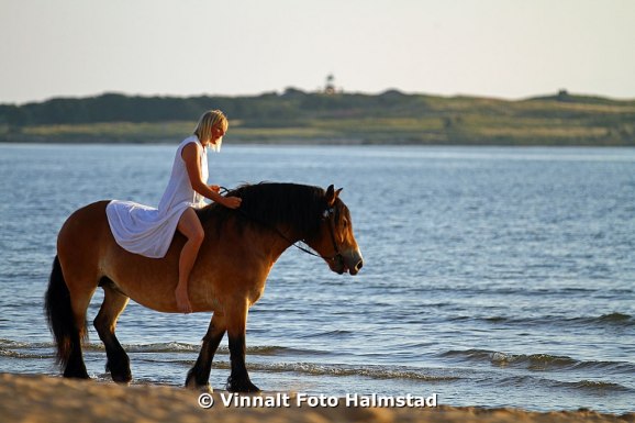 Fotograferad i Tylösand..Tylön syns i bakgrunden