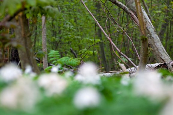 Kameran nedsänkt i ett hav av blommor