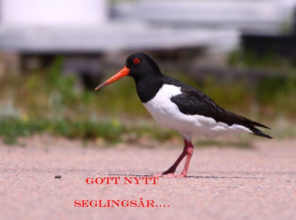 Bilden är klickbar...man kan riktigt höra dom..en härlig framtid vi går till mötes!!