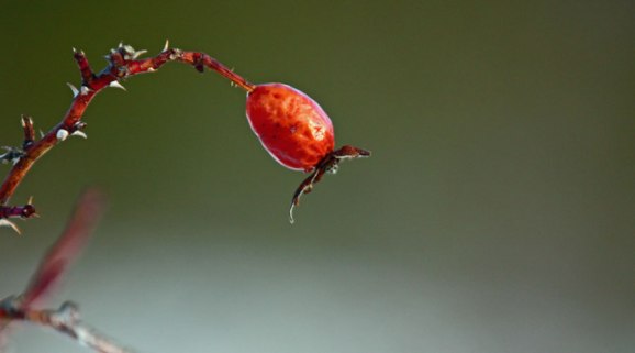 f 2,8