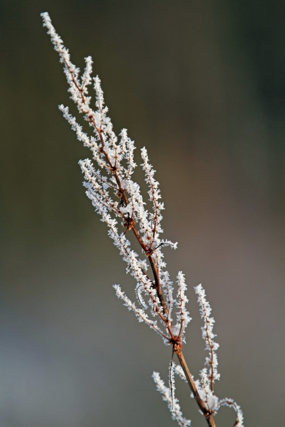 OK kvisten blir vackrare med lite klädsam frost.