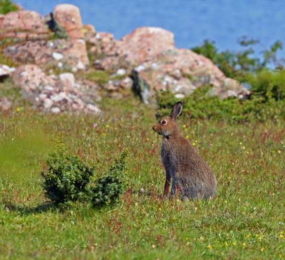 Inplanterade harar är här gott om på ön.
