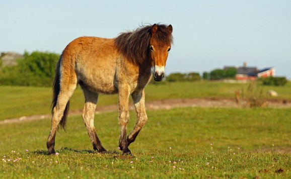 Fyrvaktarbostäderna syns  höger i bild.
