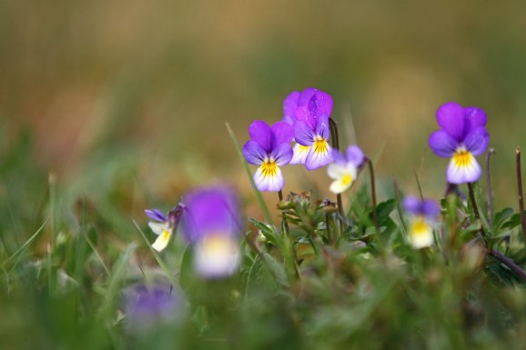 Inget onödigt jobb med naturliga blommor i trädgården!!