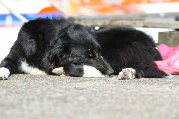 300 bryggans kelgris...mysig hund som ser till att må gott!!