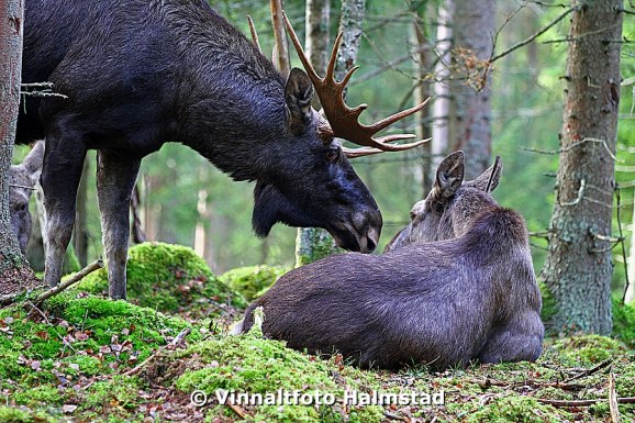 Gillar den här bilden. Älgen är i brunst just nu och situationen var så där öm och fin vid fototillfället.