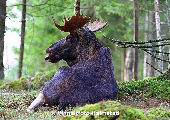 Två tjurar och många älgdamer..ett älgparadis