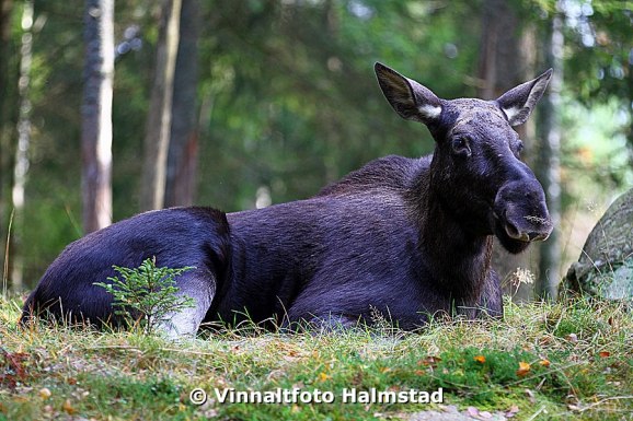 Det är eftermiddag vid fototillfället och älgarna är inte så aktiva dagtid, därav alla "slapparbilder".