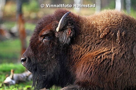 Bisonoxgubbarna är rätt biffiga!!