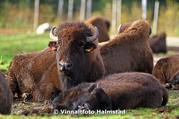 Dom ser välldigt fridfulla ut.