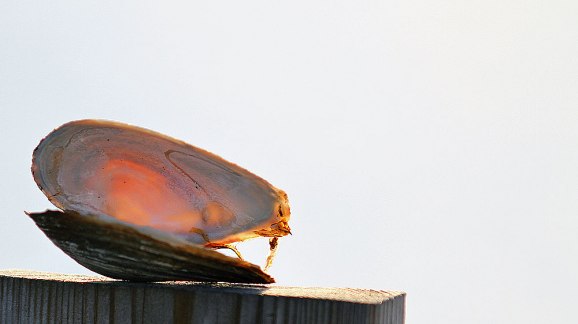 Naturens egna tallrik innehållet förmodligen uppäten av en vitfågel.