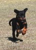 stig puppy