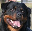 norton_18mos_head