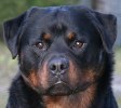 norton_18mos_head1
