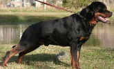 norton_18mos_stack