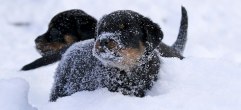 20101222_IMG_0051