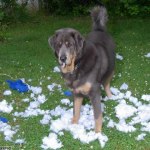 Asti 10 months