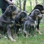 Asti, Tessu and their two girls