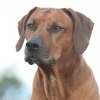 IMG_7376