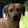 jamba