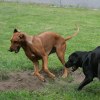 Sancy & Quila full throttle