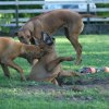 IMG_6519