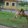 IMG_5529