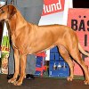 Int Nord Ch SV-97 NV-98 FinV-98-99-00 SEvCh Bearstar Diamond Willow CV (ROM)